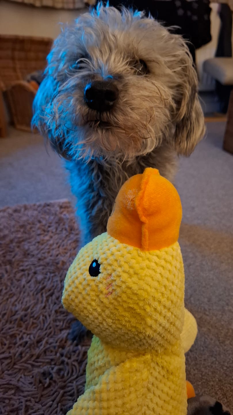 Customer photo review of Duck Dog Toy