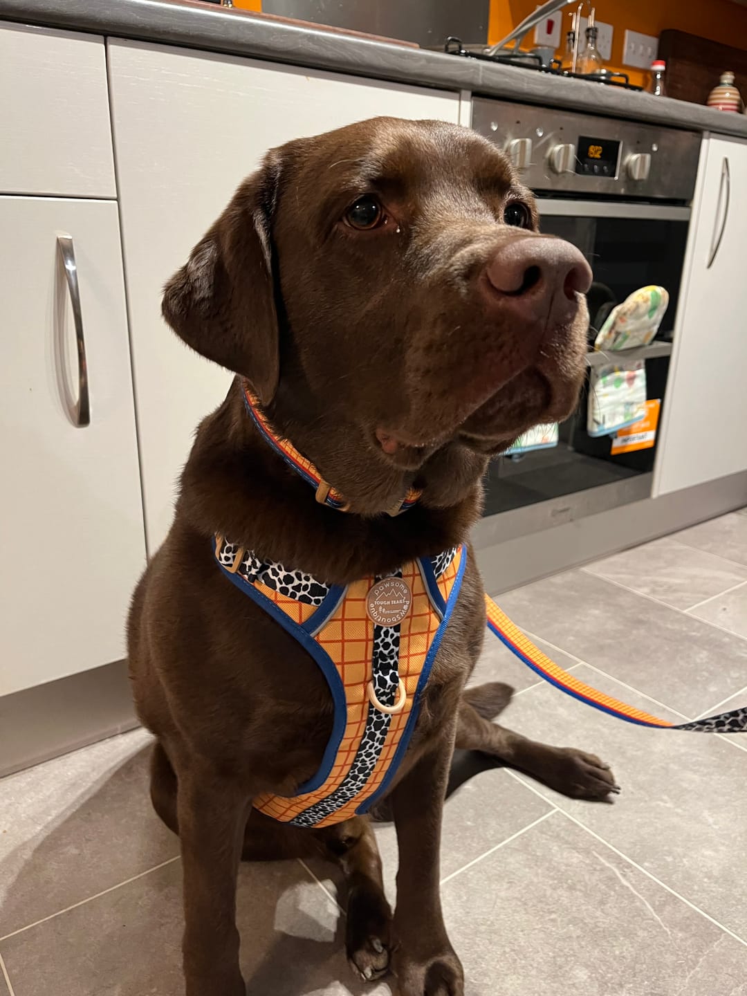 Customer photo review of Disney© Tough Trails™ Harness - Woody