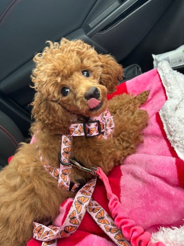 Customer photo review of Adjustable Dog Harness - Winging it