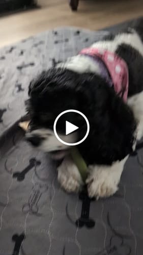 Customer video review of Long-Lasting Yak Chews — 6 Flavor Pack