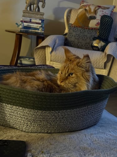 Customer photo review of Instinct Basket | Meet the first research-backed natural territory for indoor cats