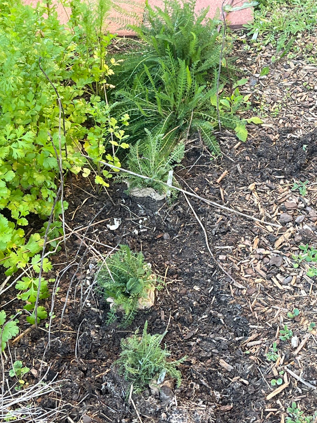 Customer photo review of Yarrow