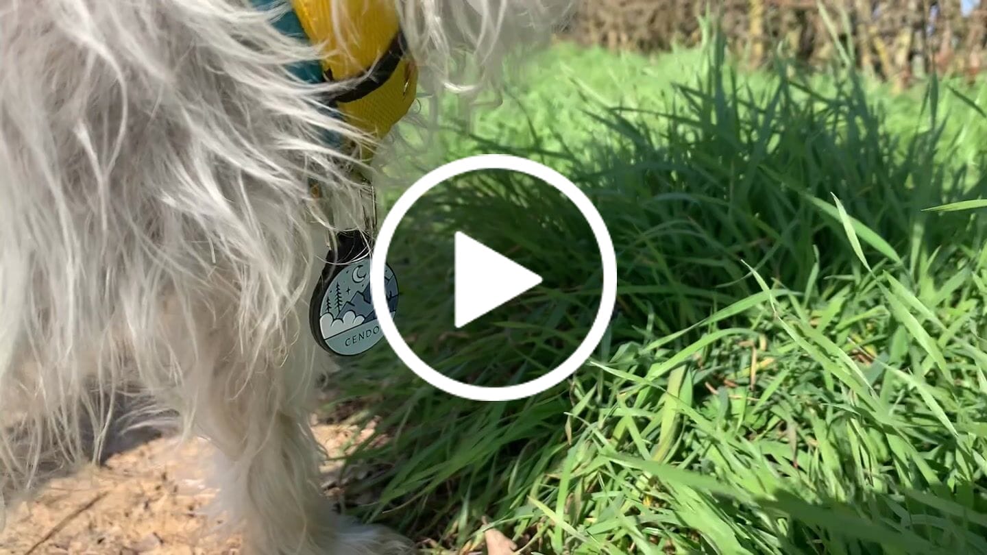 Customer video review of Nightfall Blue - Silent Dog ID Tag