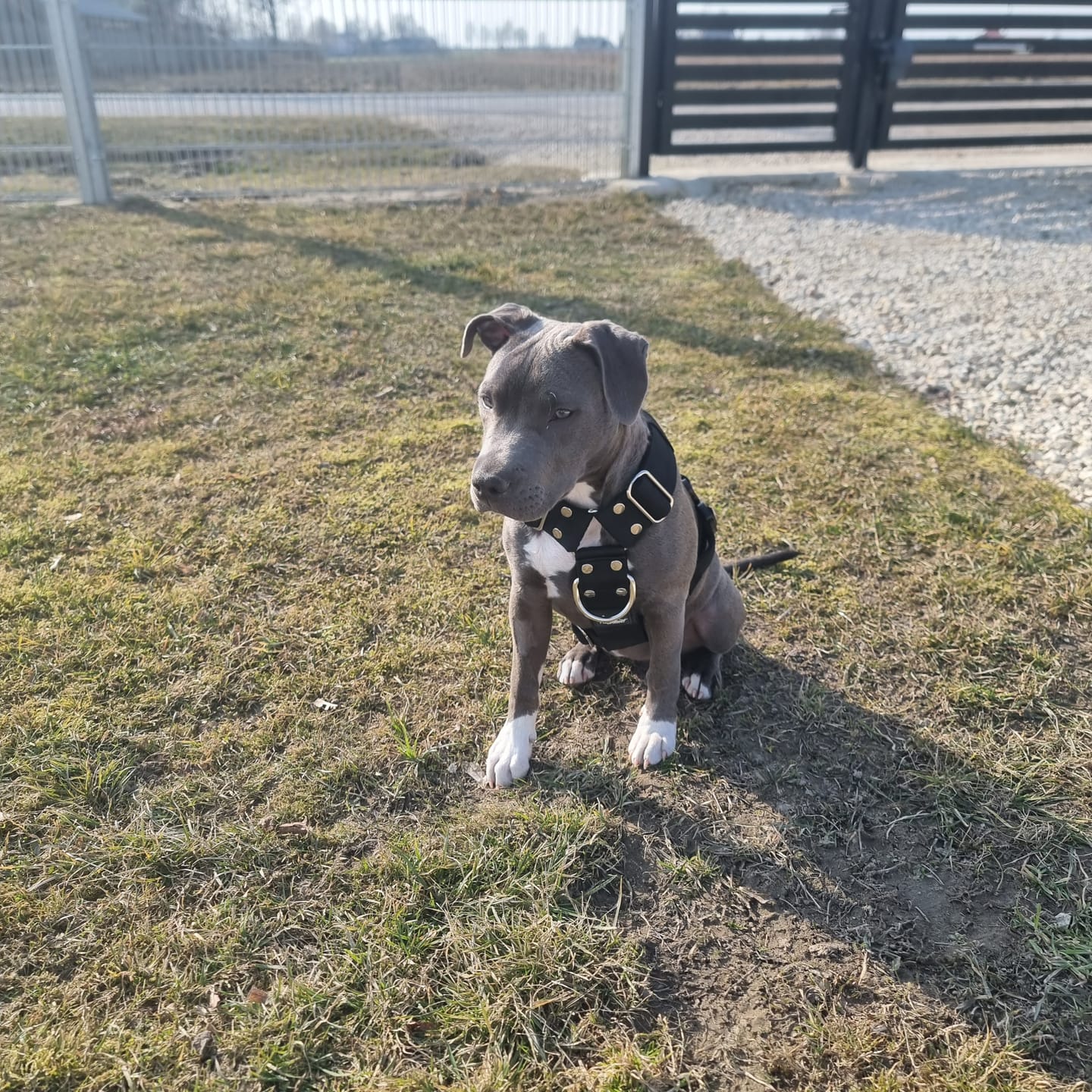 Customer photo review of Szelki z szybką klamrą - Easy Walk Extreme Czarne