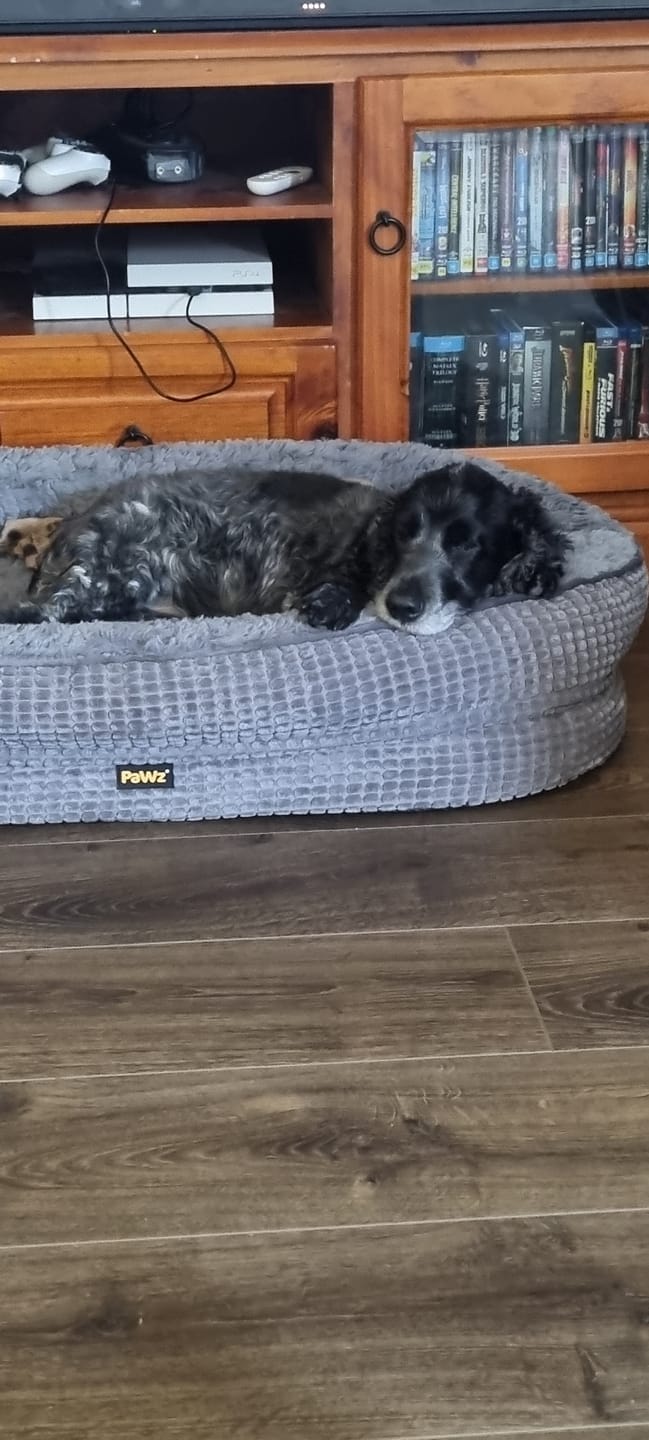 Customer photo review of Orthopedic Plush Dog Bed Soft Washable Pet Bed Grey Cosy Cushion