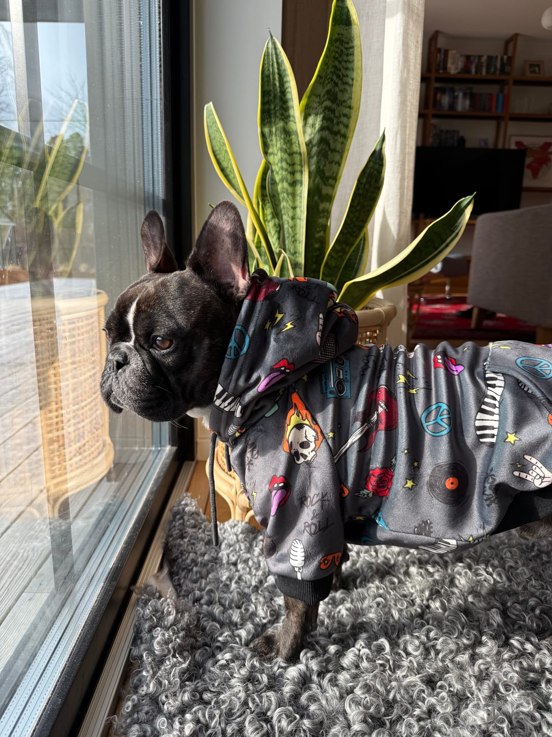 Customer photo review of Dog Hoodie Prints