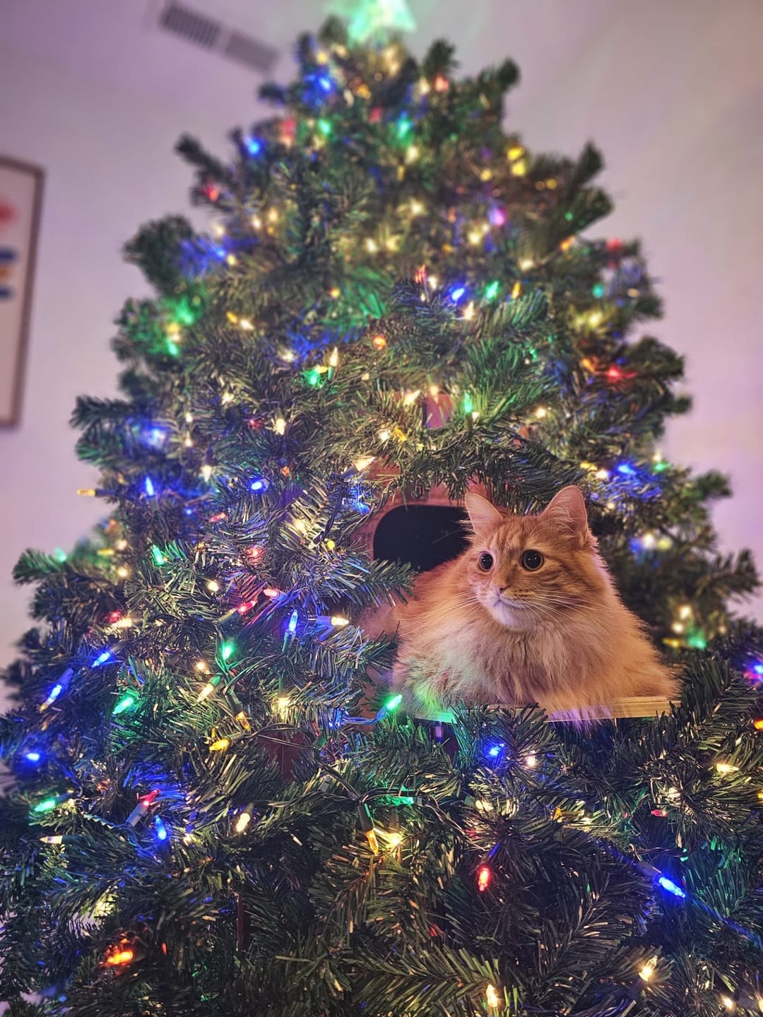 Customer photo review of Cat Christmas Tree - Sep 2026