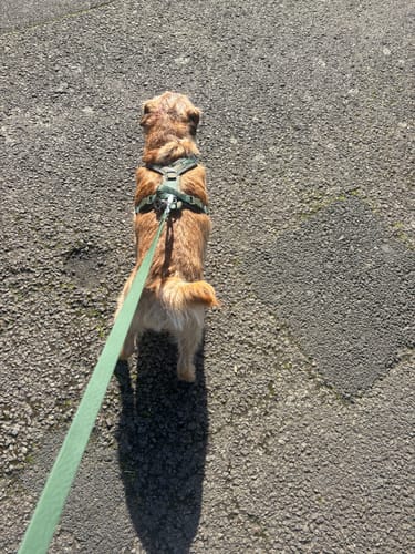 Customer photo review of Apex® Harness