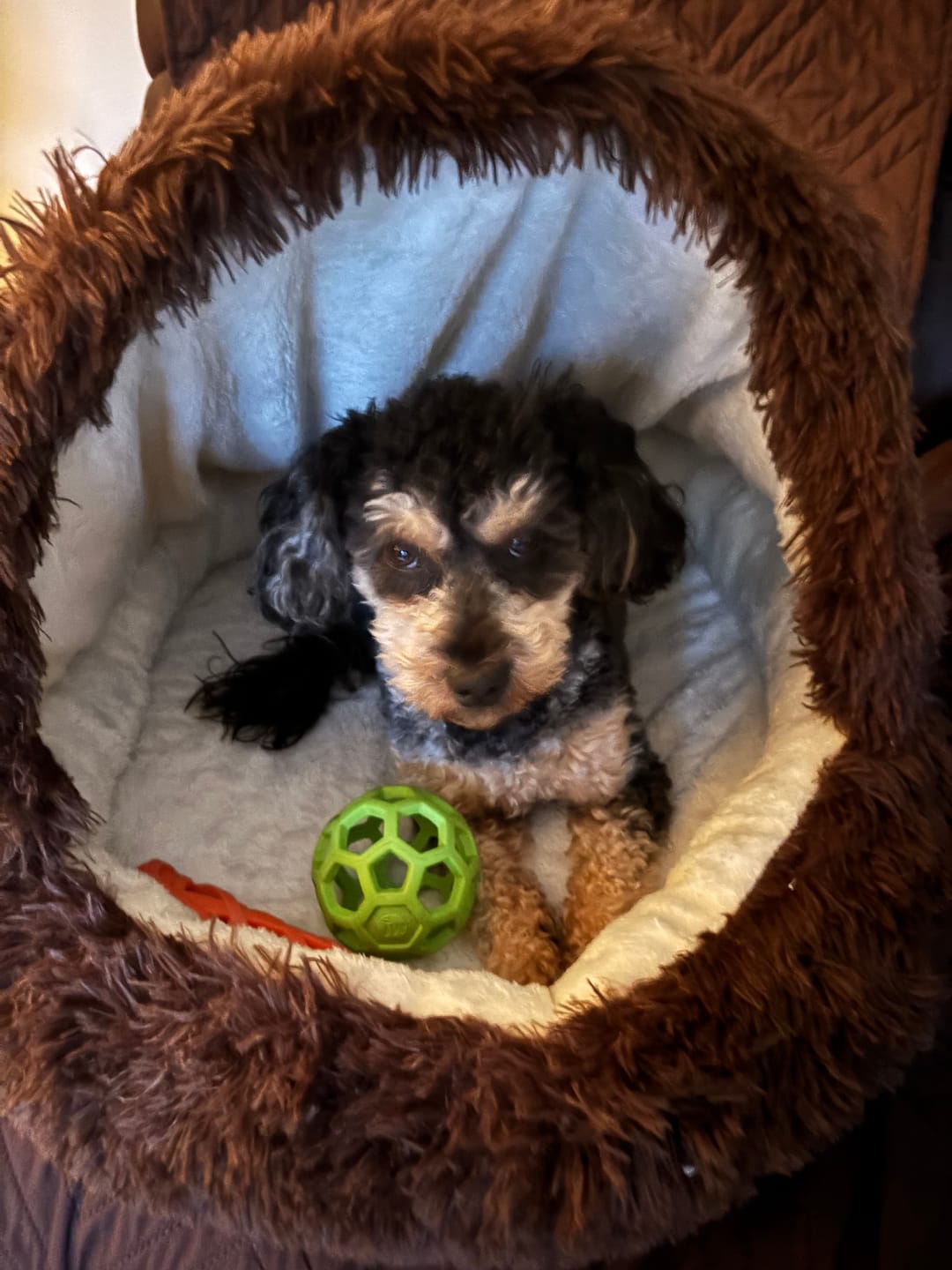 Customer photo review of Furry Semi-Enclosed Hooded Dog Calming Bed-Dark Coffee