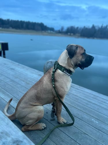 Customer photo review of Extreme Air Set  Army Green - Lätt och slitstarkt hundset