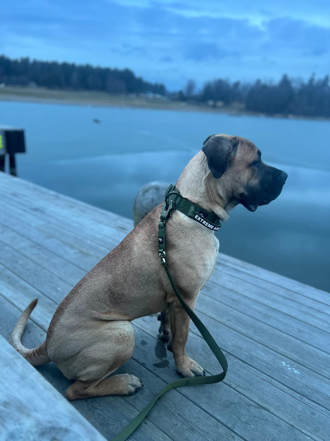 Customer photo review of Extreme Air Set  Army Green - Lätt och slitstarkt hundset