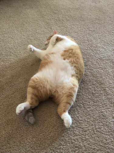 Customer photo review of GCP Flea & Tick Natural Defense for Cats - 100 Soft Chews