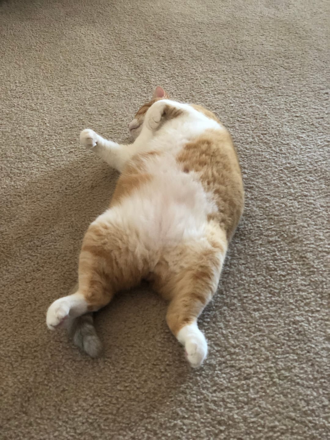 Customer photo review of GCP Flea & Tick Natural Defense for Cats - 100 Soft Chews