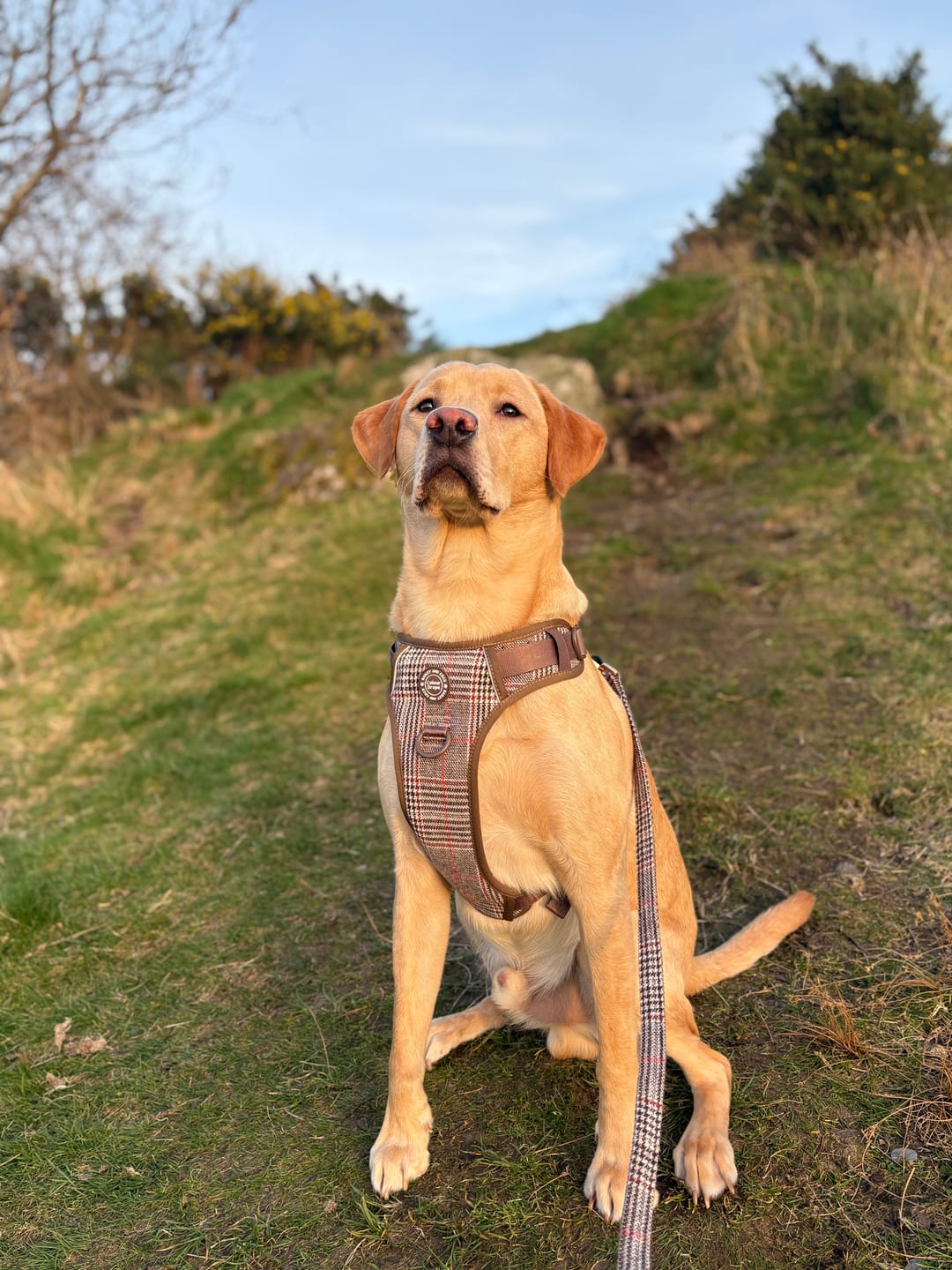 Customer photo review of Trail & Glow Tweed Dog Harness - Colour Drops - Heritage Plaid