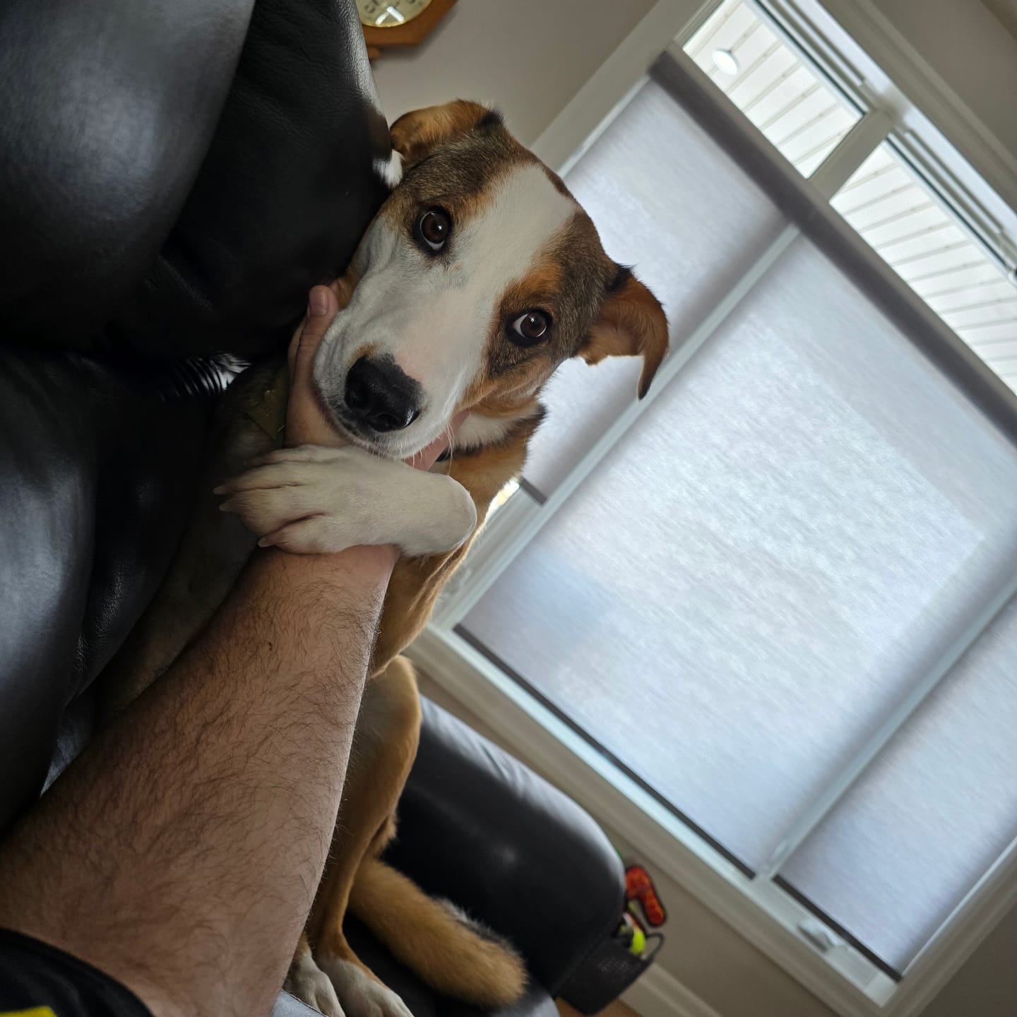 Customer photo review of 6 Inch Standard Braided Bully Stick