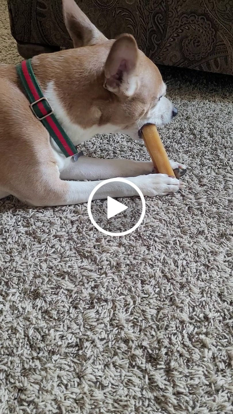 Customer video review of Gift Bundle: 2 Large Yak Chews and a 6" Hickory Smoked Bully Stick