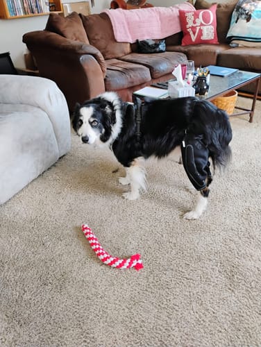 Customer photo review of Dual-Leg Hinged Knee Support Harness for Dogs