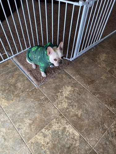 Reviewer's Frenchie standing indoors wearing the dark green St. Paddy's Dog Hoodie.