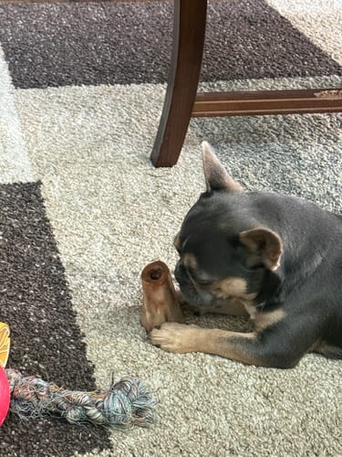 Customer's small dog lying on a patterned rug while chewing a Smoked Beef Marrow Bone.