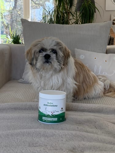 Un client montre son petit chien assis sur un canapé avec le pot de Complément articulations devant lui.