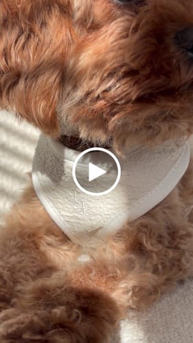 Customer video review of Marshmallow┃Bouclé Adjustable Harness