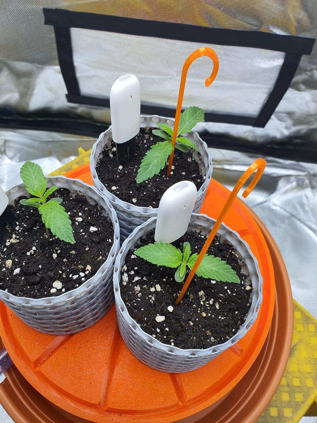 Customer photo review of Premium Pulverdünger | VBX + SHINE für Erde & Hydro