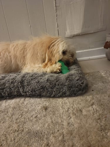 Customer photo review of Treat Holding Fruits and Veggies