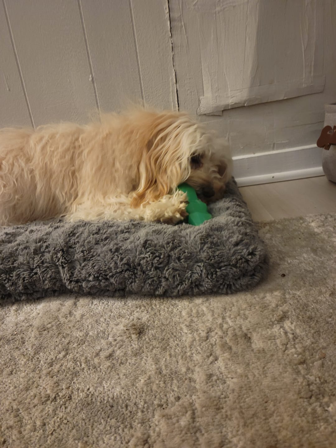 Customer photo review of Treat Holding Fruits and Veggies
