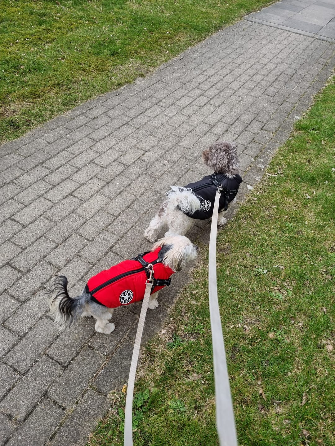 Customer photo review of Emmalove - Wasserdichter Hundemantel Extreme