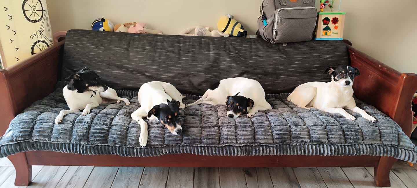 Customer photo review of Majestuoso · Protector Premium para Sofá
