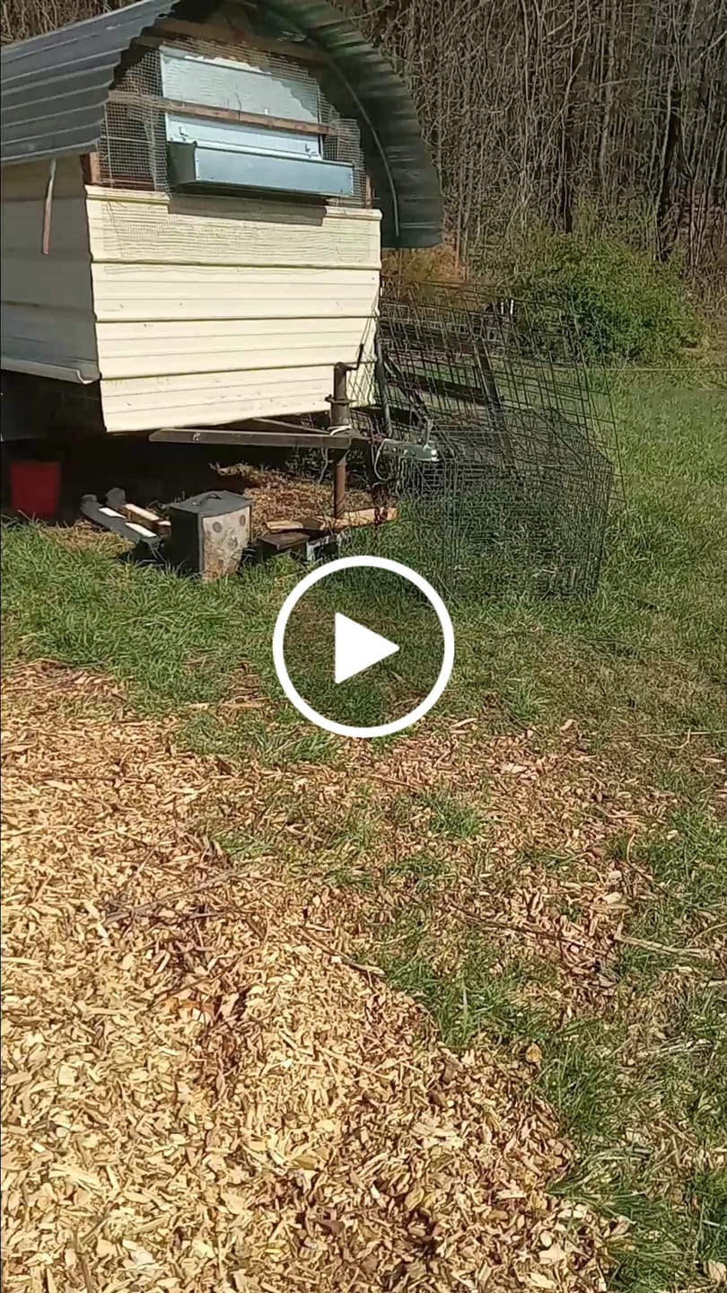 Customer video review of Medium (34") Reversible Roll-out Nest Box (Up to 32 Hens)