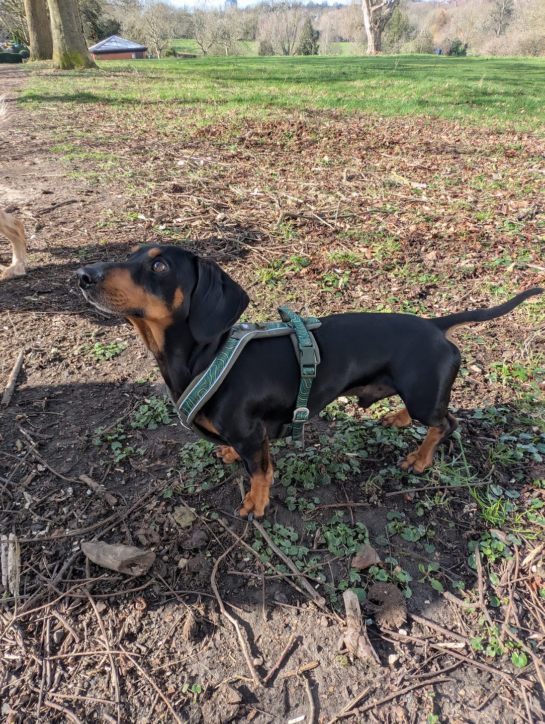 Customer photo review of Apex® Harness
