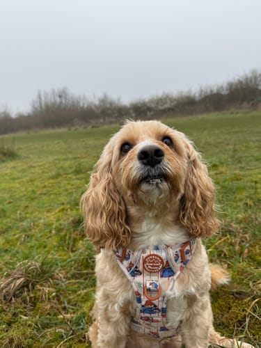 Customer photo review of Paddington™ Tough Trails™ Harness - Peckish Paddington