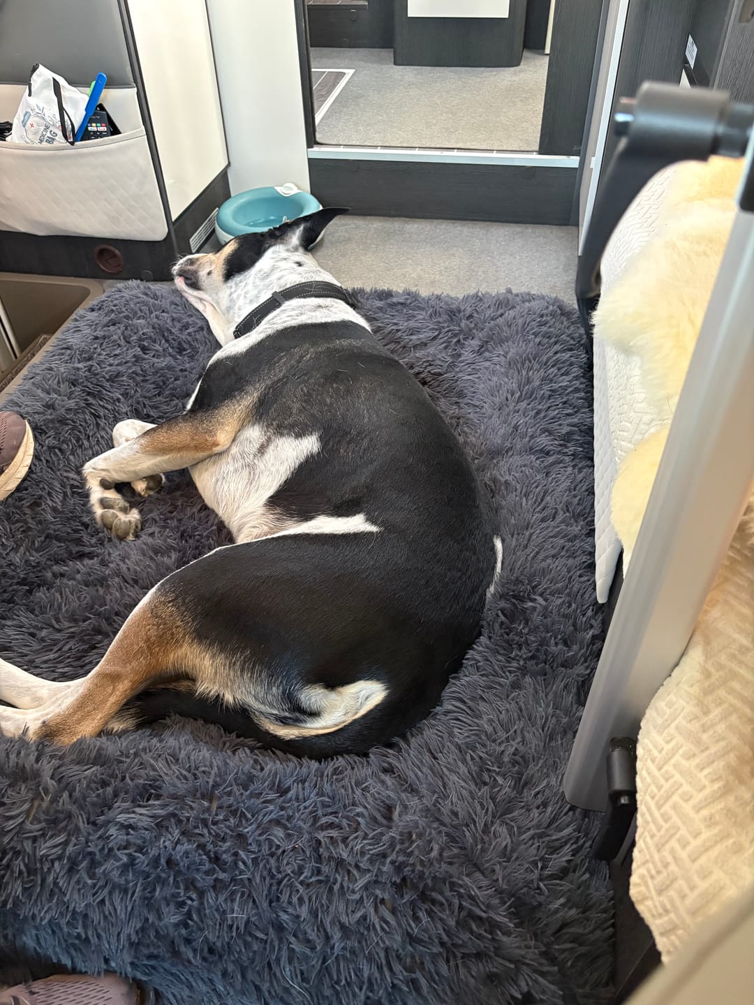 Customer photo review of Calming Cover