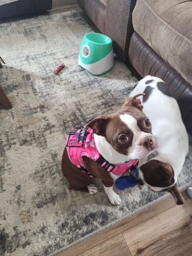 Customer's service dog sitting on a rug wearing the pink camouflage Team K9 Tactical Dog Harness.