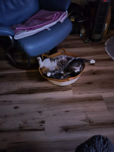 Customer photo review of Instinct Basket | Meet the first research-backed natural territory for indoor cats