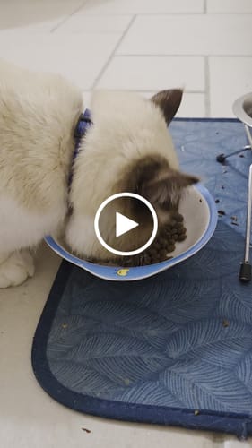 Avis vidéo d'un client sur Croquettes Chat Stérilisé Sans Céréales - Saumon