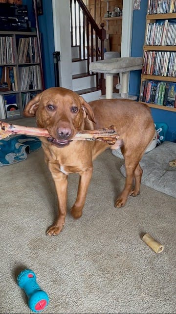 Customer photo review of Ostrich Long Bone (19" x 3.5"): The Ultimate Challenge for Medium, Large & Extra-Large Dogs