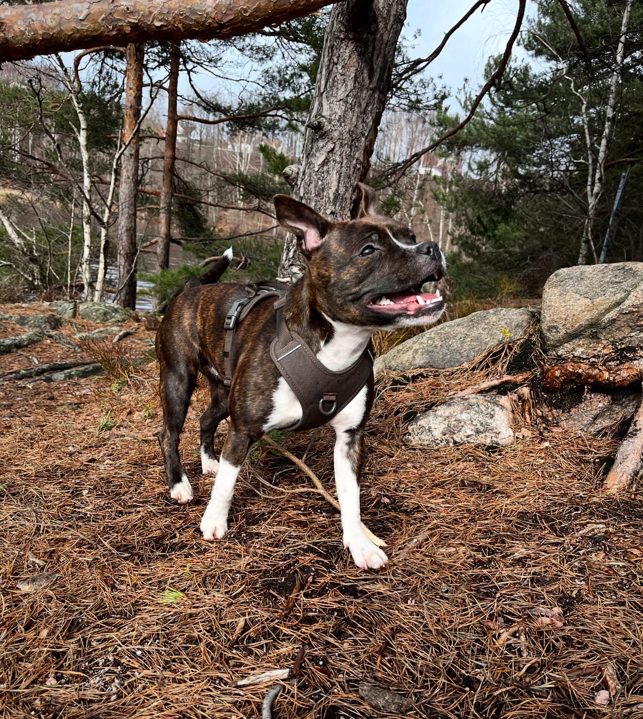 Customer photo review of Brun hundesele