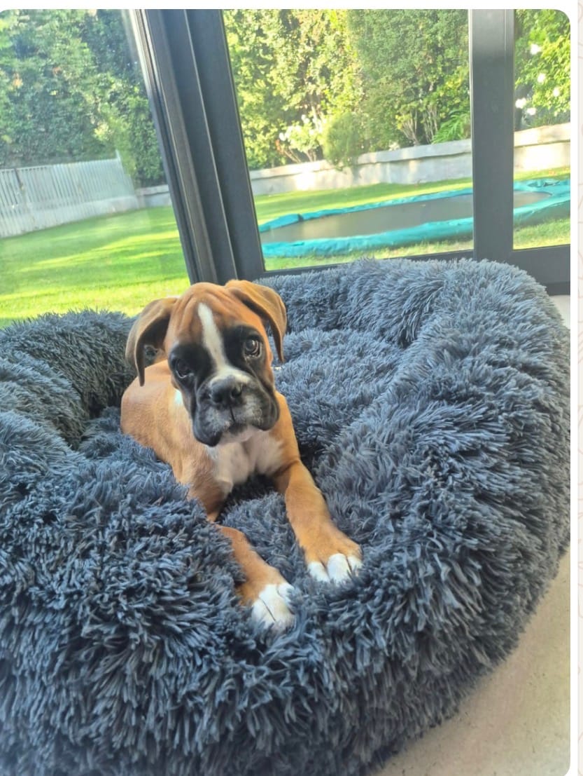 Customer photo review of Cama Anti-Estrés THE DOGS — Menos ansiedad, más descanso