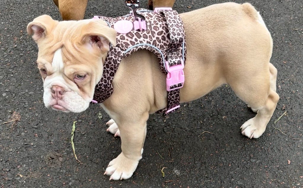 Customer photo review of Tough Trails™ Harness -  Leopard Print