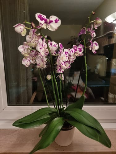 Ein Kunde zeigt die Orchidee Two of Us Marrakesh mit vielen weiß-lila gefleckten Blüten in einem Topf auf einer Fensterbank.