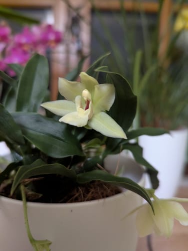 Nahaufnahme der Promenaea Sunlight Orchidee eines Rezensenten, die eine feine grün-weiße Blüte zeigt.