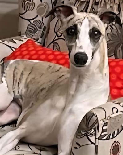 Customer photo review of Canine NutriGreens