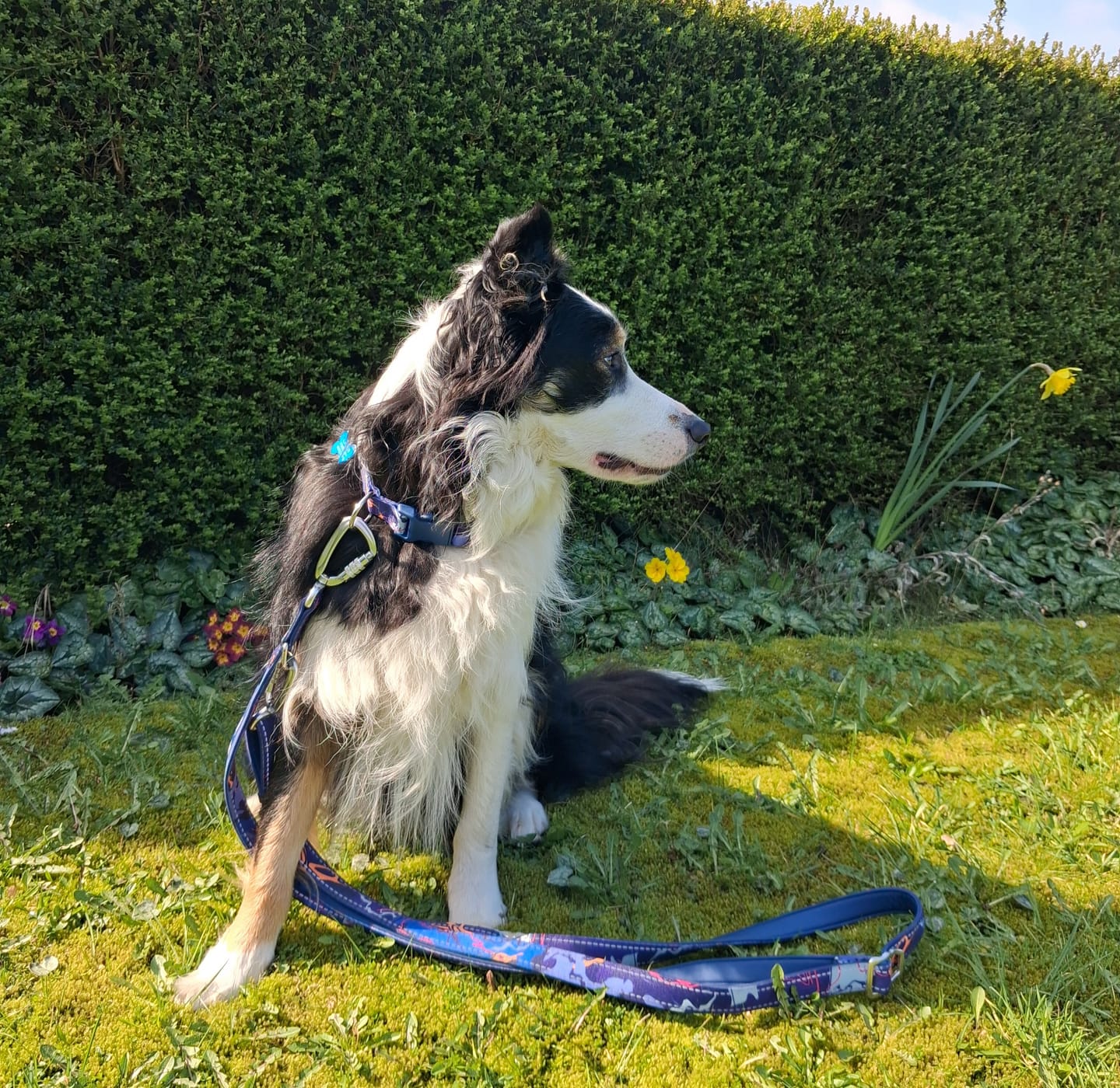 Customer photo review of Apex® Collar