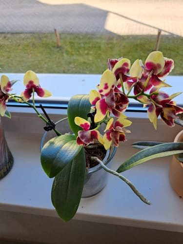 Kundenbild: Eine blühende Pelorische Orchidee mit gelb-braunen Blüten steht in einem Topf auf einer Fensterbank.