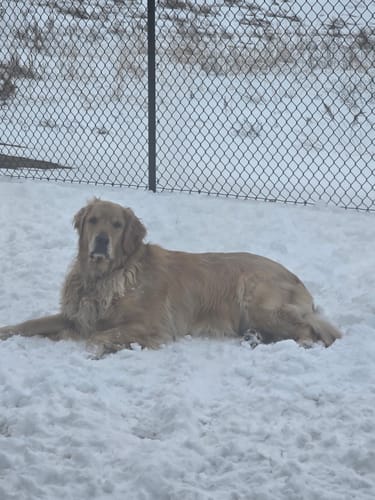 Customer's golden retriever lying in a snowy, fenced-in yard.