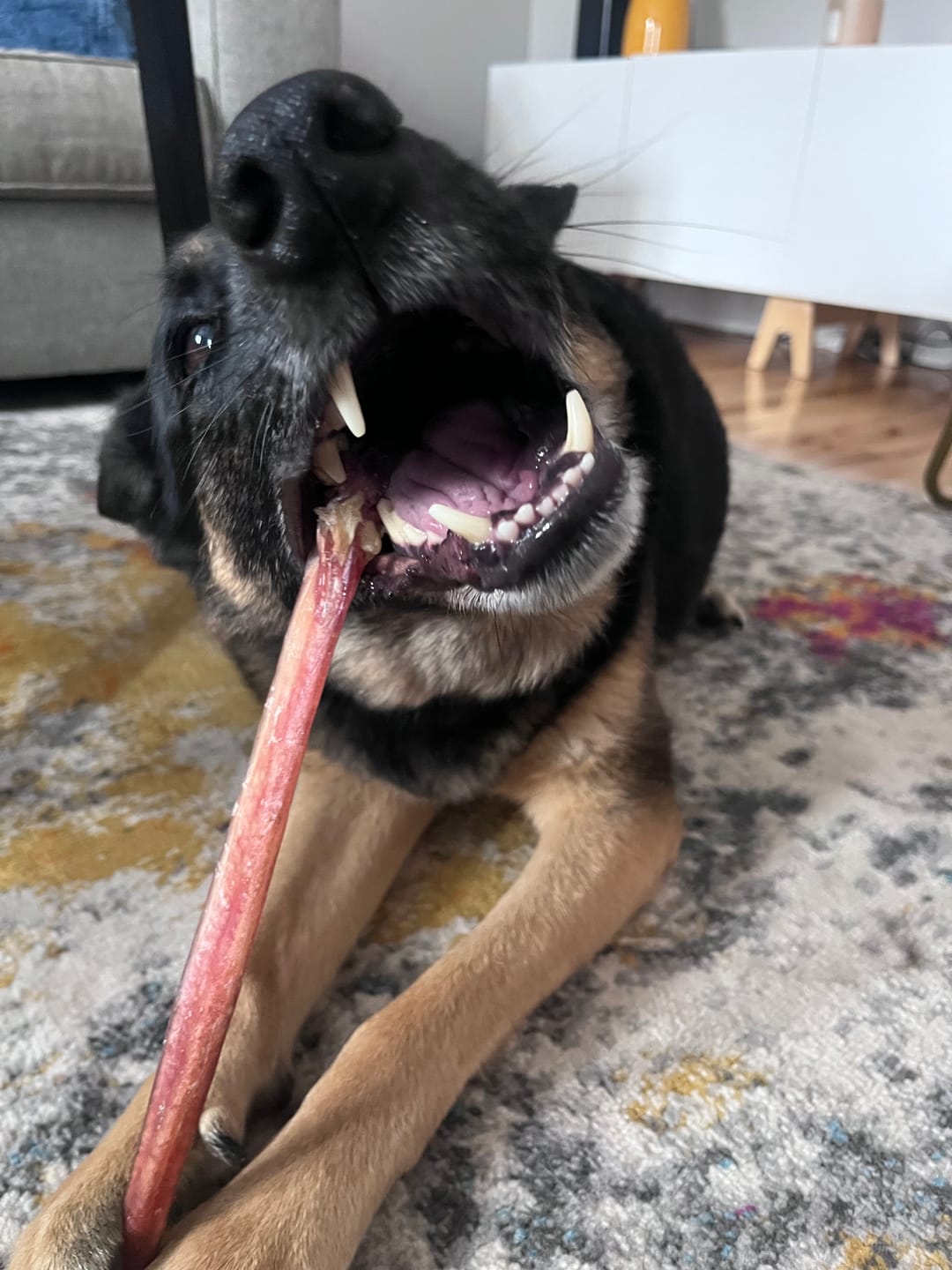 Customer photo review of 12 Inch Standard Bully Stick