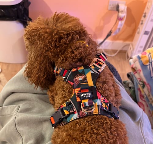 Customer photo review of Adventure Harness Lite