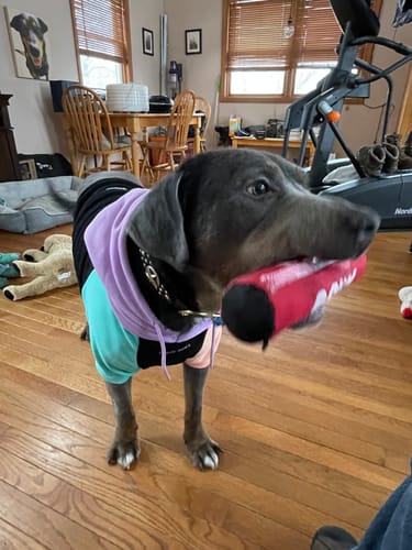 Customer's dog wearing a colorful Camo Dog Hoodie while standing indoors with a toy in its mouth.